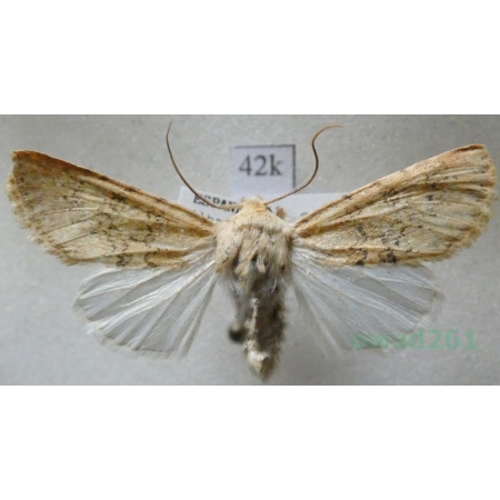 Polymixis argillaceago (Hübner, 1822) Spain42k